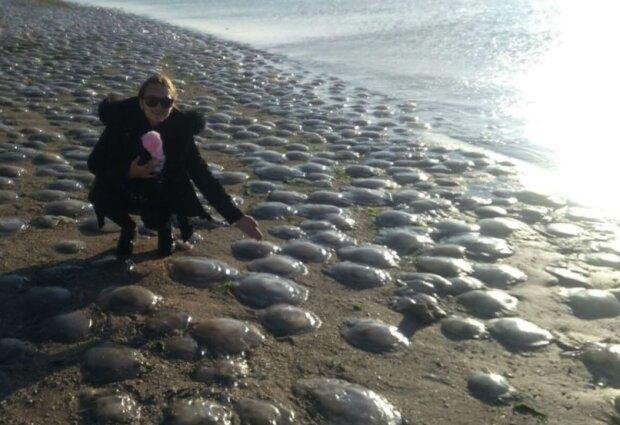 Побережье Азовского моря усеяно медузами