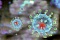 Вирус-мутант коронавирус