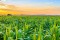 Украинские поля уже засеяны семенами ГМО-гиганта Монсанто